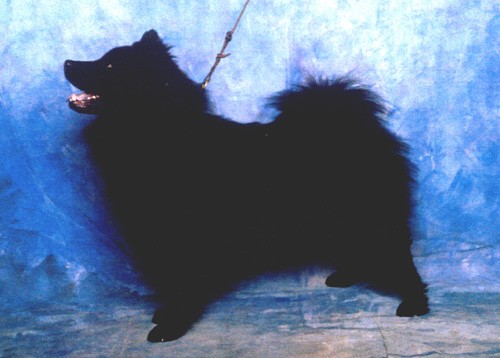 Glivia de Mhunner la Eurasier hembra con mas titulos de España de todos los tiempos tiene los titulos de Campeona Internacional, España, Portugal, Gibraltar. Del club. B.I.S. monografica.